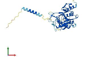 AlphaFold protein structure predicition of Mouse Recombinant B3galnt1 Protein, UniprotID Q920V1