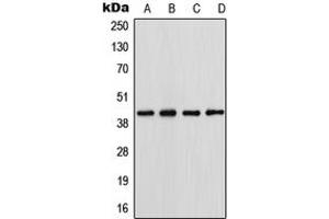 Western blot analysis of Podocin expression in HepG2 (A), HeLa (B), NIH3T3 (C), PC12 (D) whole cell lysates. (Podocin anticorps  (N-Term))