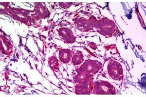 Anti-MAPK8 / JNK1 antibody IHC staining of human breast. (JNK anticorps)