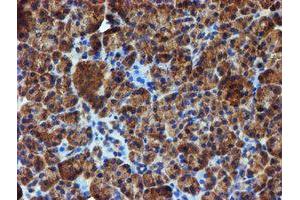 Image no. 3 for anti-Iduronate 2-Sulfatase (IDS) antibody (ABIN1498797)