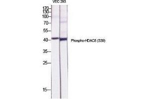 Western Blot (WB) analysis of specific cells using Phospho-HDAC8 (S39) Polyclonal Antibody. (HDAC8 anticorps  (pSer39))