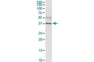 PNMA1 MaxPab rabbit polyclonal antibody. (PNMA1 anticorps  (AA 1-353))