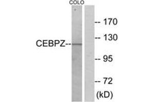 Western Blotting (WB) image for anti-CCAAT/enhancer Binding Protein (C/EBP), zeta (CEBPZ) (AA 1-50) antibody (ABIN2889548) (CEBPZ anticorps  (AA 1-50))