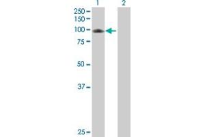 Western Blot analysis of C7 expression in transfected 293T cell line by C7 MaxPab polyclonal antibody.