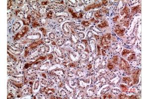 Immunohistochemistry (IHC) analysis of paraffin-embedded Human Kidney, antibody was diluted at 1:100. (MME anticorps  (Internal Region))