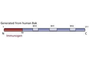 Image no. 2 for anti-BCL2-Antagonist/killer 1 (BAK1) antibody (ABIN967519) (BAK1 anticorps)