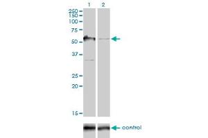 Western blot analysis of G3BP over-expressed 293 cell line, cotransfected with G3BP Validated Chimera RNAi (Lane 2) or non-transfected control (Lane 1).