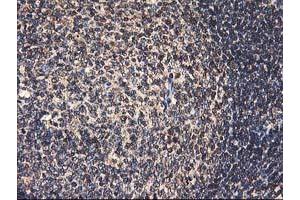 Image no. 4 for anti-Heme Oxygenase (Decycling) 2 (HMOX2) antibody (ABIN1498691) (HMOX2 anticorps)