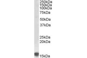 Image no. 1 for anti-Sulfiredoxin 1 (SRX1) (AA 61-74) antibody (ABIN490358) (Sulfiredoxin 1 anticorps  (AA 61-74))