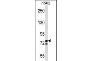 PCSK7 Antibody (C-term) (ABIN657966 and ABIN2846912) western blot analysis in K562 cell line lysates (35 μg/lane). (PCSK7 anticorps  (C-Term))