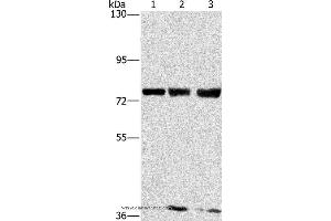 Western blot analysis of MCF7, hela and 293T cell, using GGCX Polyclonal Antibody at dilution of 1:400