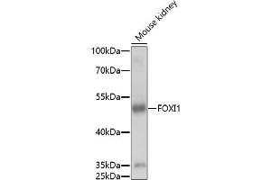 Western blot analysis of extracts of mouse kidney, using FOXI1 antibody (ABIN7267236) at 1:1000 dilution. (FOXI1 anticorps  (AA 1-100))