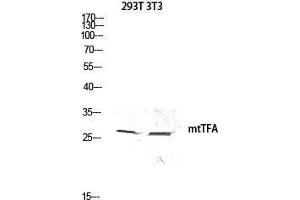 Western Blot (WB) analysis of 293T 3T3 lysis using mtTFA antibody. (TFAM anticorps  (Internal Region))