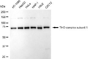 Western blotting analysis using THO complex subunit 1 antibody (ABIN7800981).