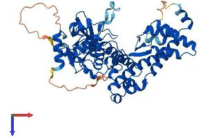 AlphaFold protein structure predicition of Human Recombinant SETD6 Protein, UniprotID Q8TBK2