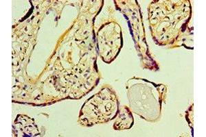 Immunohistochemistry of paraffin-embedded human placenta tissue using ABIN7162832 at dilution of 1:100