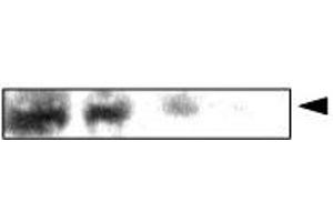 Western Blotting (WB) image for anti-Crystallin, alpha A (CRYAA) antibody (ABIN6245676) (CRYAA anticorps)