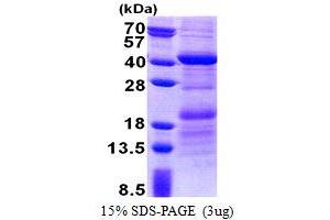 SDS-PAGE (SDS) image for HEPACAM Family Member 2 (HEPACAM2) (AA 32-351) protein (His tag) (ABIN5853189)