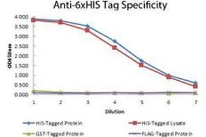 Image no. 1 for anti-His Tag antibody (Biotin) (ABIN1102040) (His Tag anticorps  (Biotin))