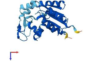 AlphaFold protein structure predicition of Human Recombinant AK4 Protein, UniprotID P27144