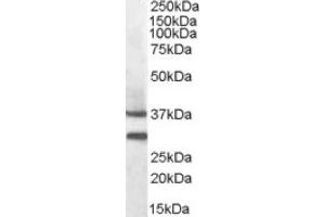 Image no. 1 for anti-Melanocortin 5 Receptor (MC5R) (N-Term) antibody (ABIN375093) (MC5 Receptor anticorps  (N-Term))