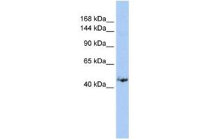 Western Blotting (WB) image for anti-Growth Regulation By Estrogen in Breast Cancer 1 (GREB1) antibody (ABIN2458109) (GREB1 anticorps)