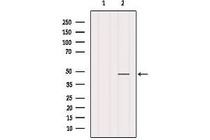 Western blot analysis of extracts from Mouse brain, using RRAGD Antibody. (RRAGD anticorps  (Internal Region))