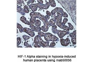 Image no. 8 for anti-Hypoxia Inducible Factor 1, alpha Subunit (Basic Helix-Loop-Helix Transcription Factor) (HIF1A) (AA 329-530) antibody (ABIN363210)
