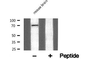 Western blot analysis of Adrenergic Receptor α-2C expression in mouse brain lysate