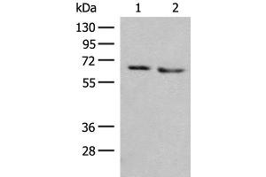 Western blot analysis of HEPG2 and A172 cell lysates using NARS Polyclonal Antibody at dilution of 1:350 (NARS anticorps)