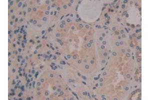 Detection of ANXA6 in Human Kidney Tissue using Polyclonal Antibody to Annexin A6 (ANXA6)