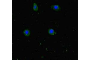 Immunofluorescent analysis of HepG2 cells using ABIN7175774 at dilution of 1:100 and Alexa Fluor 488-congugated AffiniPure Goat Anti-Rabbit IgG(H+L) (WDR6 anticorps  (AA 1-200))