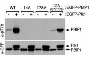 Western blot using MLF1IP (phospho T78) polyclonal antibody  shows detection of MLF1IP phosphorylated at Thr78. (MLF1IP anticorps  (pThr78))