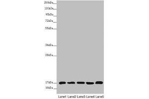 Western blot All lanes: NDUFB5 antibody at 2. (NDUFB5 anticorps  (AA 100-189))
