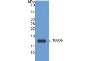 Western blot analysis of recombinant Chicken IL4. (IL-4 anticorps  (AA 26-136))