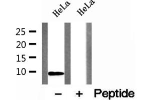 Western blot analysis of extracts of HeLa cells, using DSS1 antibody.