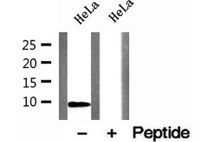 Western blot analysis of extracts of HeLa cells, using DSS1 antibody. (SHFM1 anticorps)