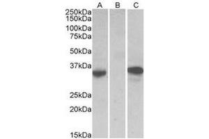 HEK293 lysate (10µg protein in RIPA buffer) over expressing Human CMA1 with DYKDDDDK tag probed with this antibody (0. (CMA1 anticorps  (Internal Region))