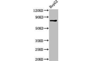 Western Blot Positive WB detected in: HepG2 whole cell lysate All lanes: PROX1 antibody at 3 μg/mL Secondary Goat polyclonal to rabbit IgG at 1/50000 dilution Predicted band size: 84 kDa Observed band size: 84 kDa