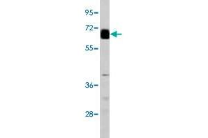Western blot analysis of GPC3 polyclonal antibody  in mouse lung tissue. (Glypican 3 anticorps  (AA 530-560))