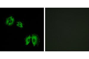 Peptide - +Immunohistochemistry analysis of paraffin-embedded human heart tissue using B3GALT2 antibody. (B3GALT2 anticorps)