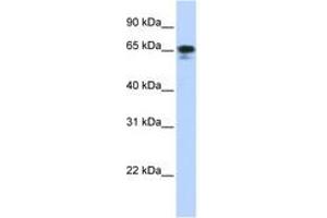 Image no. 1 for anti-Zinc Finger Protein 276 (ZNF276) (AA 180-229) antibody (ABIN6742730) (ZNF276 anticorps  (AA 180-229))