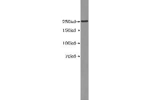 Western Blotting (WB) image for Apolipoprotein B (APOB) ELISA Kit (ABIN1113522) (APOB Kit ELISA)