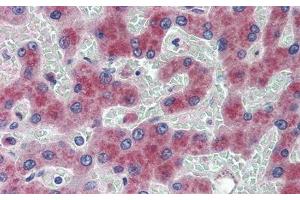 Detection of AngI in Human Liver Tissue using Polyclonal Antibody to Angiotensin I (AngI)