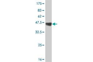 Western Blot detection against Immunogen (35.