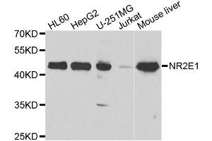 Western blot analysis of extracts of various cell lines, using NR2E1 antibody. (NR2E1 anticorps  (AA 106-385))