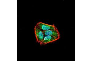 Immunofluorescence analysis of Hela cells using SLINGSHOT-1L mouse mAb (green).