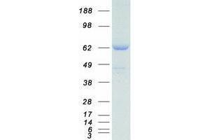 Validation with Western Blot