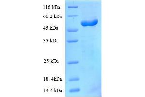 BtuF (AA 24-266) protein (GST tag)