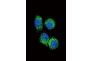 Confocal immunofluorescent analysis of CCL2 Antibody (C-term) (ABIN390653 and ABIN2840951) with Hela cell followed by Alexa Fluor 488-conjugated goat anti-rabbit lgG (green).